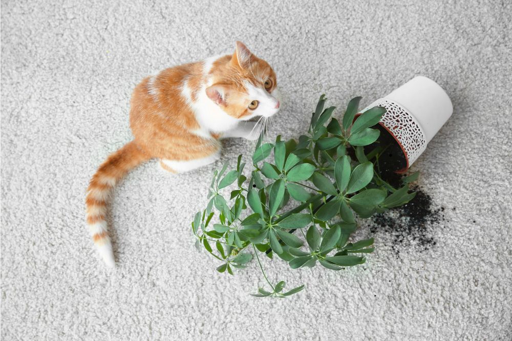 Pet friendly carpet | Carpetland USA Granite & Flooring